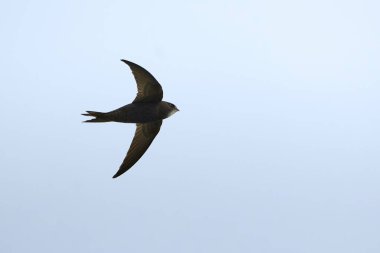 Common swift bird in flight (Apus apus) clipart