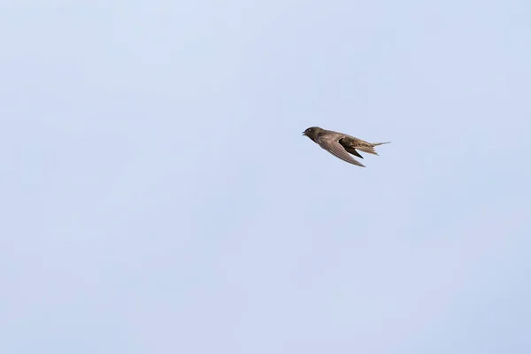 Common swift bird in flight (Apus apus)