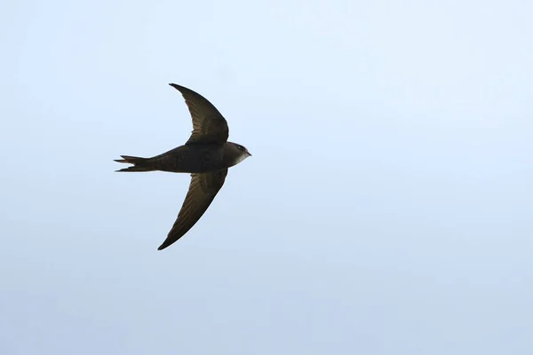 Common Burung Cepat Dalam Penerbangan Apus Apus Stok Foto Bebas Royalti