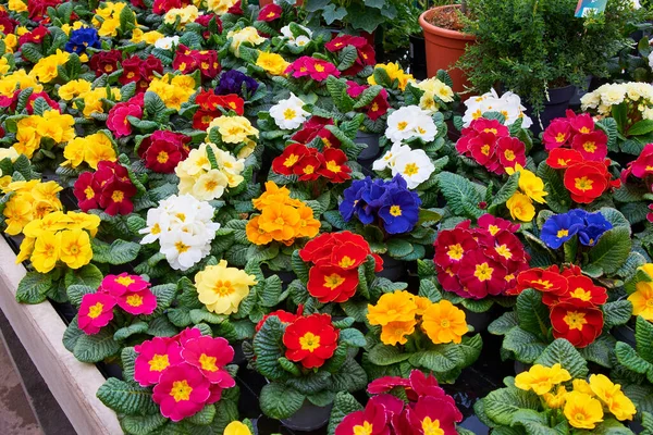 stock image Colourful Primrose flowers .(Primula vulgaris)