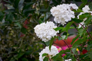 Ortanca panikleyerek 'Sahne Işığı' çiçekli bitki