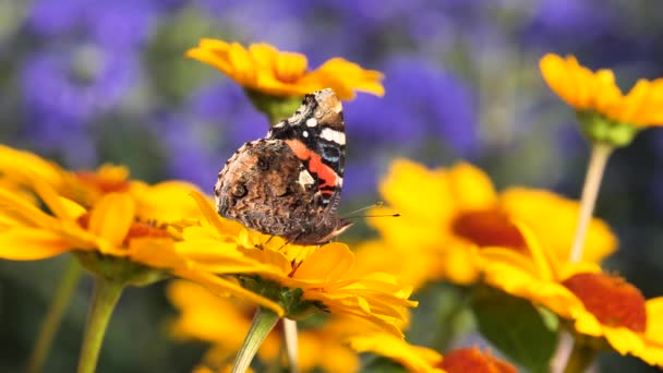 Kızıl Amiralin Kelebeği Çiçek Nektarıyla Beslenir Vanessa Atalanta — Stok video