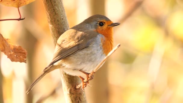 Pájaro Robin Europeo Sentado Una Rama Cantando Erithacus Rubecula — Vídeos de Stock