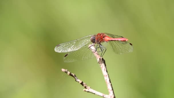 Skimmer Dragonfly Close Sympetrum Genus Familia Libellulidae — Vídeo de stock