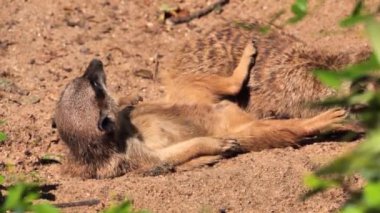 Meerkat (Suricata suricatta) ya da mornig güneşinin keyfini çıkarın