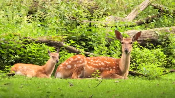 Cervos Sika Com Fawn Descansando Floresta Nippon Cervus — Vídeo de Stock