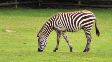 Ot yiyen yaygın zebra (Equus quagga)