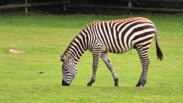 Zebra Zwyczajna Jedząca Trawę Equus Quagga — Wideo stockowe