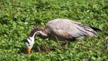 Çubuk kafalı kaz ot yiyor (Anser indicus)