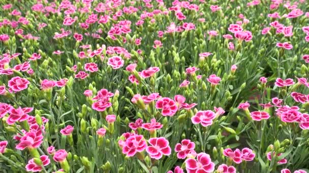 Dianthus Caryophyllus Růžové Květy Běžně Známé Jako Karafiáty Nebo Hřebíček — Stock video