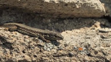 (Podarcis Muralis sabah taşların üzerinde sürünen kuyruksuz genel duvar kertenkelesi ()