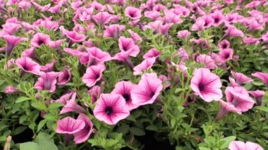Surfinia Petunias çiçekleri. Petunyayı asmanın özel bir çeşidi. Solanaceae ailesi