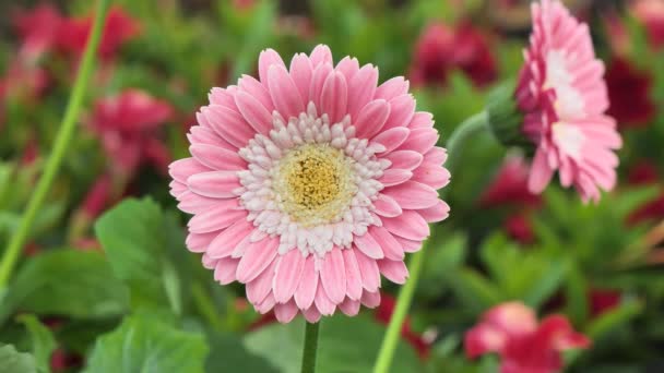 Kwiat Różowej Gerbery Rodzaj Roślin Rodziny Astrowatych Compositae — Wideo stockowe