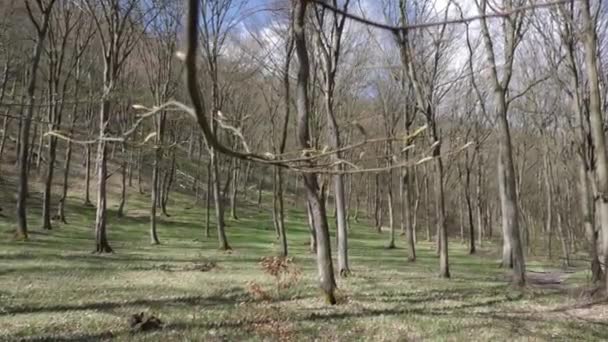 Roe Deer Family Passing Forest Spring Season — Stock Video