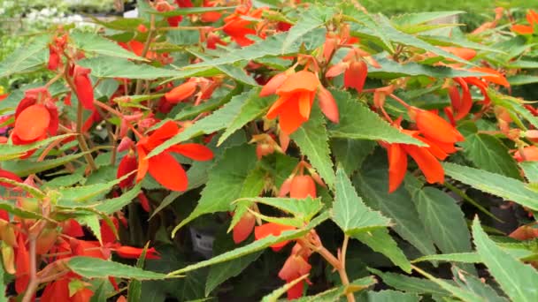 Dahinter Folgt Begonia Boliviensis Santa Cruz Schleppende Blüten — Stockvideo