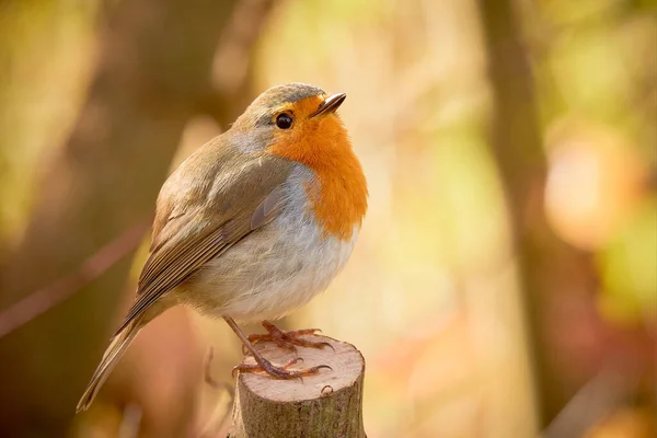 European Robin Bird Sitting Branch Erithacus Rubecula — Φωτογραφία Αρχείου