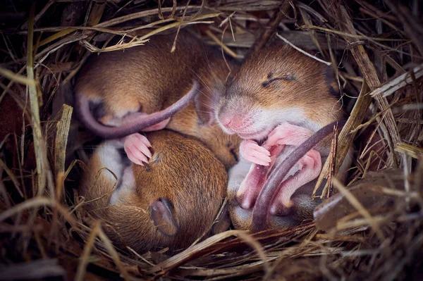 stock image Baby mice sleeping in nest in funny position (Mus musculus)