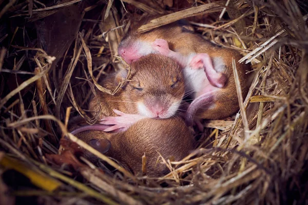 Dětské Myši Spí Hnízdě Legrační Poloze Mus Musculus — Stock fotografie