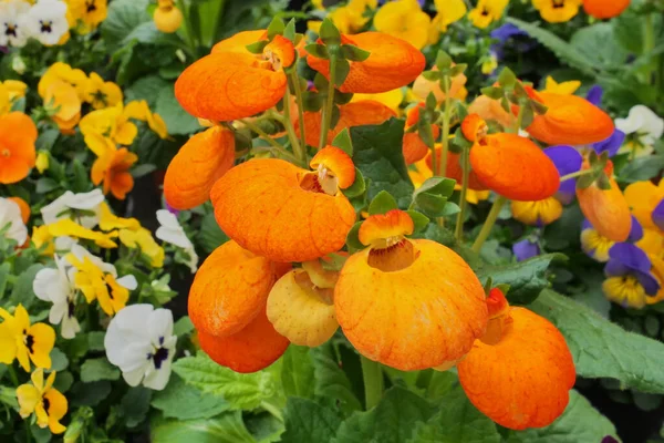 Beautiful Calceolaria Flower Also Called Lady Purse Slipper Flower Pocketbook — Stock Photo, Image