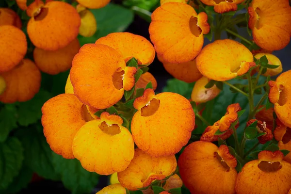 Όμορφο Λουλούδι Calceolaria Ονομάζεται Επίσης Τσάντα Της Κυρίας Λουλούδι Παντόφλα Royalty Free Φωτογραφίες Αρχείου