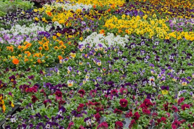 Viola Cornuta çiçekleri. Boynuzlu Pansy veya Boynuzlu Violet