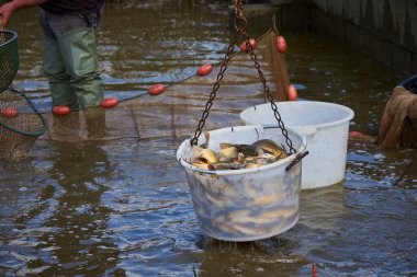 Kova içinde taze sazan balığı