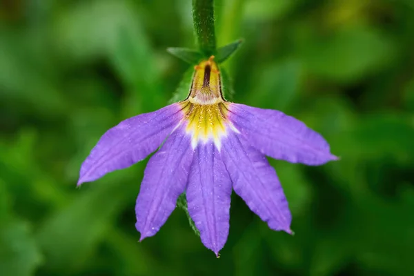 Scaevola Aemula Commonly Known Fairy Fan Flower Common Fan Flower — Stock Photo, Image