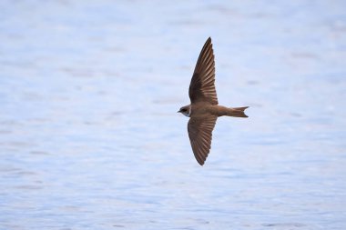 Sand Martin suyun üzerinde uçuyor (Riparia riparia)