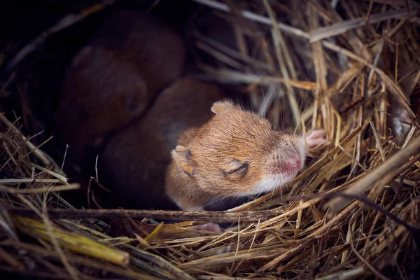 Baby Muizen Slapen Nest Grappige Positie Mus Musculus — Stockfoto