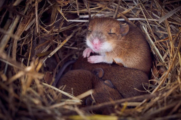 Baby Muizen Slapen Nest Grappige Positie Mus Musculus — Stockfoto