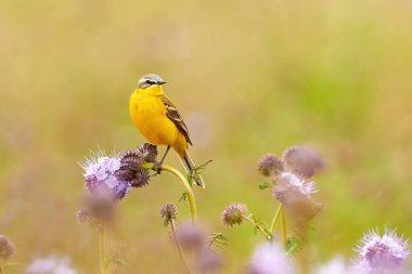 Western Yellow Wagtail bird sitting on a plant (Motacilla flava)