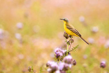 Western Yellow Wagtail bird sitting on a plant (Motacilla flava)