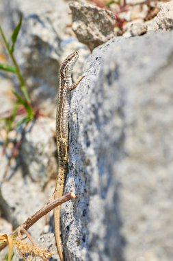 (Podarcis Muralis sabah bir kaya üzerinde güneşlenen yaygın duvar kertenkelesi ()