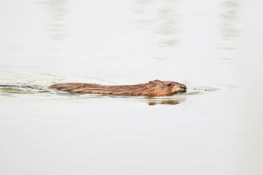 Muskrat rodent swimming (Ondatra zibethicus)