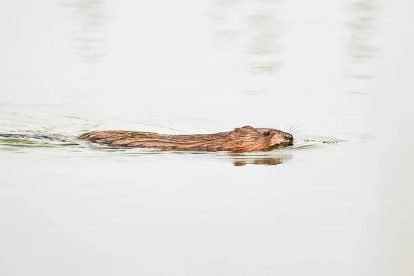 Muskrat Rodent Swimming Ondatra Zibethicus — Fotografia de Stock