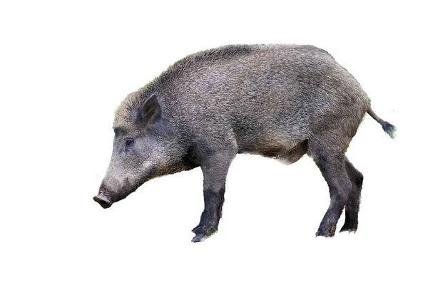 Wildschweine Isoliert Auf Weißem Hintergrund Sus Scrofa — Stockfoto