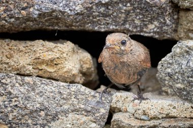 Yuva deliğinde (Phoenicurus ochruros)