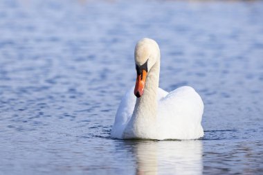 Sessiz kuğu dinleniyor (Kuğu rengi))