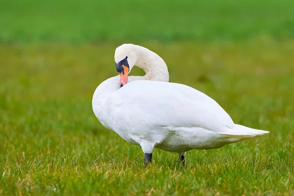 Немые Лебединые Перья Лебедь Цветная — стоковое фото