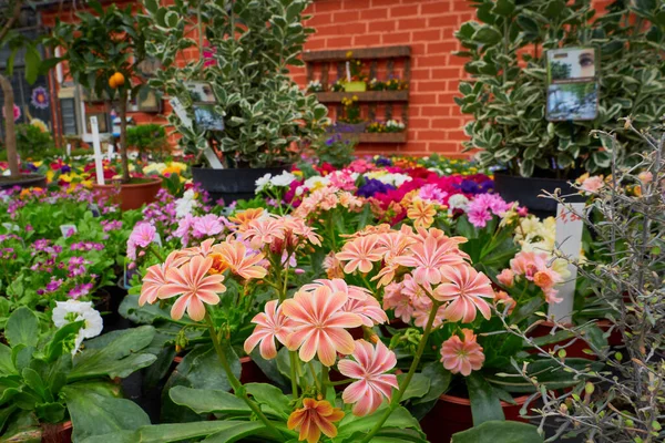 Lewisia Cotyledon Serada güzel bahar çiçekleri