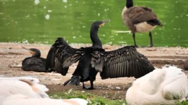 Great cormorant bird preening feathers (Phalacrocorax carbo)