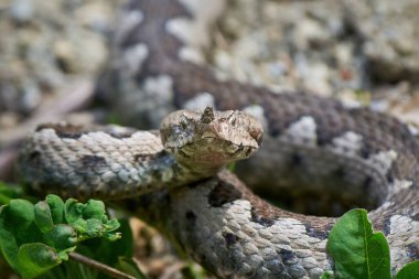 Burunlu Viper erkeği doğal yaşam alanında (Vipera ammoditleri)