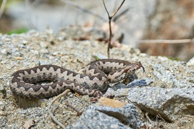 Burunlu Viper erkeği doğal yaşam alanında (Vipera ammoditleri)