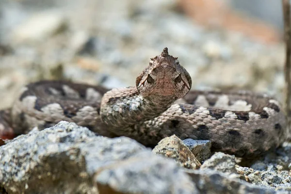 stock image Nose-Horned Viper male in natural habitat (Vipera ammodytes)