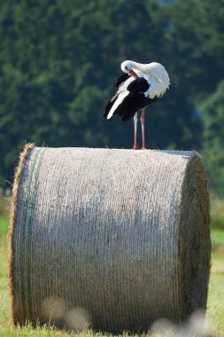 Beyaz leyleğin saman balyasında tüyleri kabartması (Ciconia ciconia )