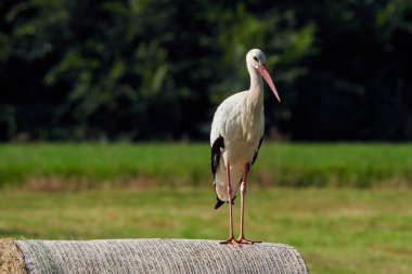 Beyaz leylek saman balyasında (Ciconia ciconia )