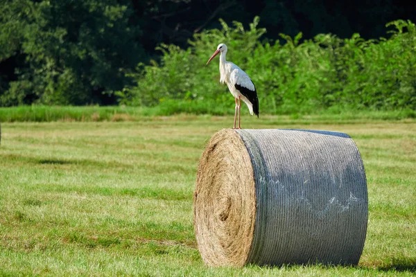 稻草上的白鹤 西科尼亚奇科尼亚 — 图库照片
