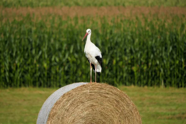 稻草上的白鹤 西科尼亚奇科尼亚 — 图库照片