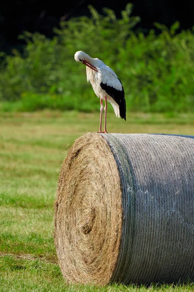 白鹤在稻草上捕食羽毛 西科尼亚蝉 — 图库照片