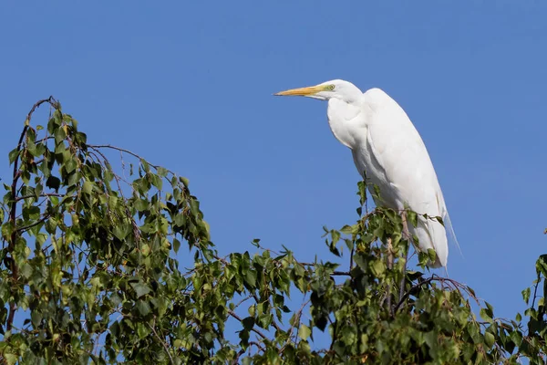 Grande Egret Branco Sentado Uma Árvore Ardea Alba — Fotografia de Stock